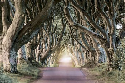 Dark Hedges Poster 91.5x61cm