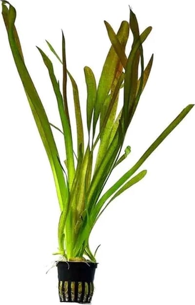 Vallisneria Spiralis Rood - Aquariumplanten - Aquascape - Moerings