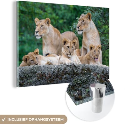 MuchoWow® Glasschilderij 60x40 cm - Schilderij acrylglas - Leeuwen - Dieren - Welpen - Foto op glas - Schilderijen