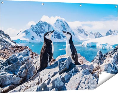 Gards Tuinposter Twee Pingu�ns op Stenen in Antarctica - 120x80 cm - Tuindoek - Tuindecoratie - Wanddecoratie buiten - Tuinschilderij
