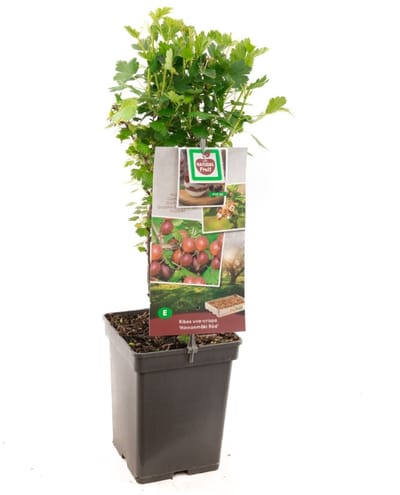 JUNAVERA Ribes uva-crispa 'Green' kruisbes | 50 cm hoog | In 10 cm pot | Compacte fruitstruik voor tuin en terras