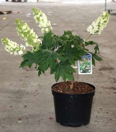 Hydrangea querc. 'Snow Queen'® ( 'flemygea'®) - Eikenblad Hortensia 50- 60 cm in pot