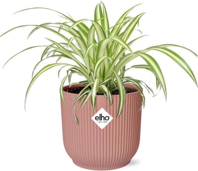 Plantenboetiek.nl | Chlorophytum Comosum Variegatum in ELHO Vibes Fold roze - Ø14cm - 10cm hoog - Kamerplant - Groenblijvend