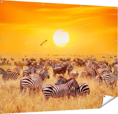 Gards Tuinposter Kudde Zebra's bij een Oranje Zonsondergang - 150x120 cm - Tuindoek - Tuindecoratie - Wanddecoratie buiten - Tuinschilderij