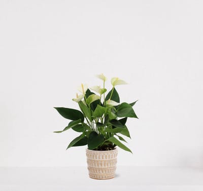 Anthurium Wit in sierpot Feline – bloeiende kamerplant – flamingoplant – 40-50cm - Ø13 – geleverd met plantenpot – vers uit de kwekerij