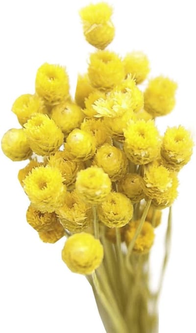 Gedroogde Bloemen - Natuurlijke Decoratie - Bloemstuk Maken - Echte Gecultiveerde Bloemen - 50 Stelen - Geel