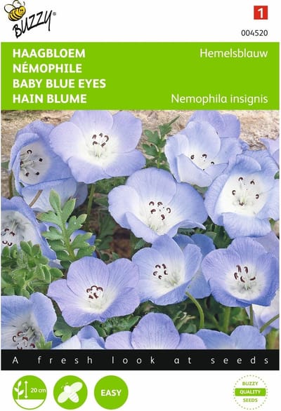 2 stuks - Buzzy - Nemophila Insignis Hemelsblauw
