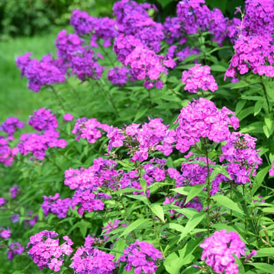 Bloomique - Set van 3 - Phlox Paniculata Laura - Vlambloem - Tuinplanten - Winterhard - Hoogte 10-20 cm - Pot 9x9 cm