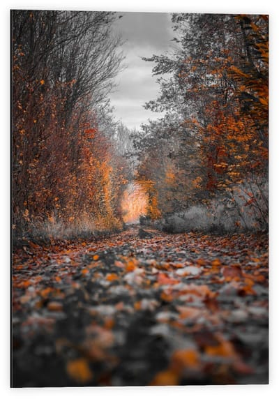 Dibond - Pad gevuld met Herfstbladeren  - 40x60cm Foto op Aluminium (Met Ophangsysteem)