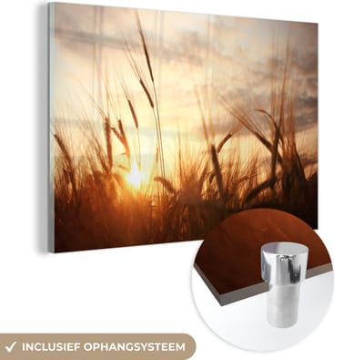 MuchoWow - Glasschilderij - Foto op glas - Riet - Gras - Zon - Natuur - 150x100 cm - Afbeelding op glas - Wanddecoratie - Schilderij natuur - Acrylglas