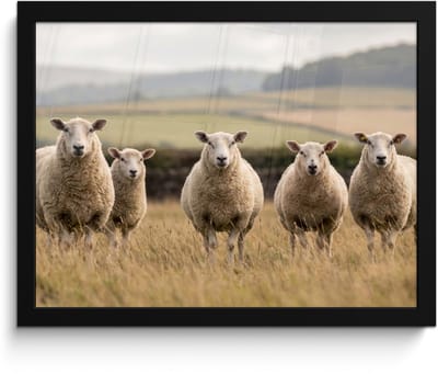 Poster in lijst - Fotolijst 40x30 cm - Posters - Schapen - Weidenlandschap - Heuvels - Posterlijst zwart - Decoratie - Wanddecoratie woonkamer - Muurdecoratie slaapkamer