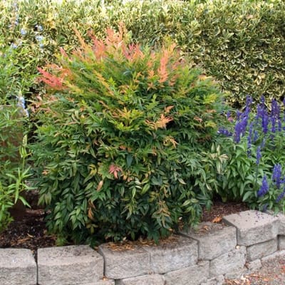 Plants Online BV - Planten - Set van 1 - Hemelse bamboe 'Gulf Stream'