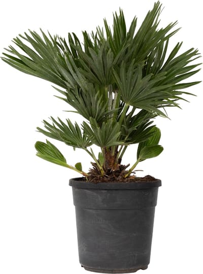 Plant in a Box - Chamaerops 'Vulcano' - Winterharde Dwergpalm - De perfecte tuinplant - Pot 24cm - Hoogte 45-55cm