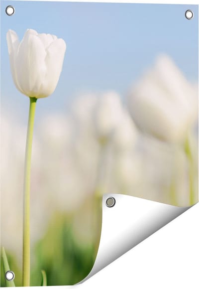 Gards Tuinposter Witte Tulpen - Bloemen - 40x50 cm - Tuindoek - Tuindecoratie - Wanddecoratie buiten - Tuinschilderij