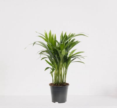 Areca – luchtzuiverende kamerplant – eenvoudig te onderhouden Goudpalm - ↕35-50cm - Ø12 – in kwekerspot – vers uit de kwekerij