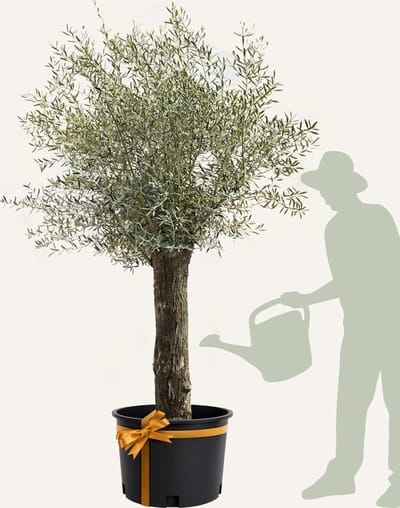 Evergreens - Olijfboom - Olea europaea - 'Bonsai' - 40/60 - Olea Europea - Olijfboom op stam in pot - Winterhard - Groenblijvend - Olijven - Voeding