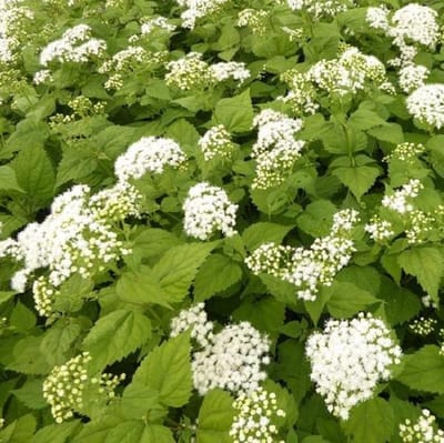 6 x Eupatorium Rugosum 'Braunlaub' - Koninginnekruid Pot 9x9 cm - Donkerbladige Vaste Plant
