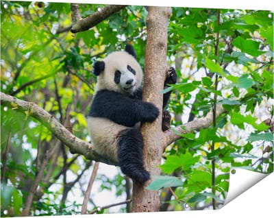 Gards Tuinposter Panda in de Bomen - 120x80 cm - Tuindoek - Tuindecoratie - Wanddecoratie buiten - Tuinschilderij