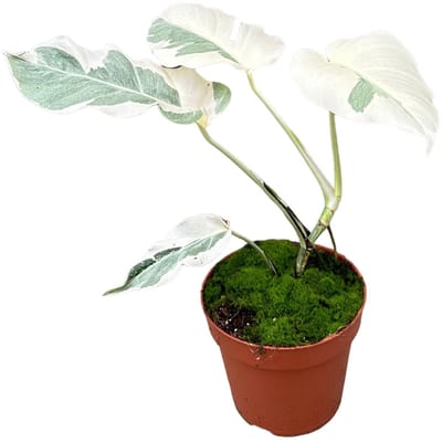 Monstera White Ghost Kamerplant Potmaat Ø17 cm |Vers Van De Kweker