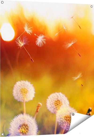 Gards Tuinposter Paardenbloemen tijdens Zonsondergang - 80x100 cm - Tuindoek - Tuindecoratie - Wanddecoratie buiten - Tuinschilderij