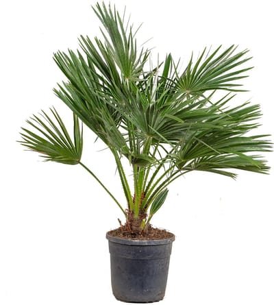 Bloomique - Chamaerops Humilis - Europese Dwergpalm - Palmboom Winterhard - Tuinplanten - Hoogte 80-100 cm - Pot 24 cm
