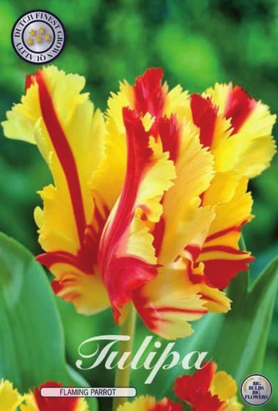 Flaming Parrot Parrot Tulpenbollen 7 stuks bolmaat 12+