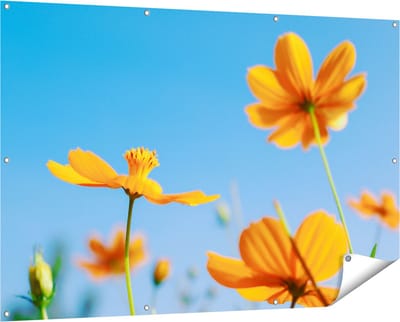 Gards Tuinposter Oranje Cosmea Bloemen - 150x100 cm - Tuindoek - Tuindecoratie - Wanddecoratie buiten - Tuinschilderij