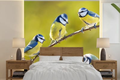 Behang - Fotobehang Vogel - Pimpelmees - Takken - Zon - Breedte 280 cm x hoogte 280 cm