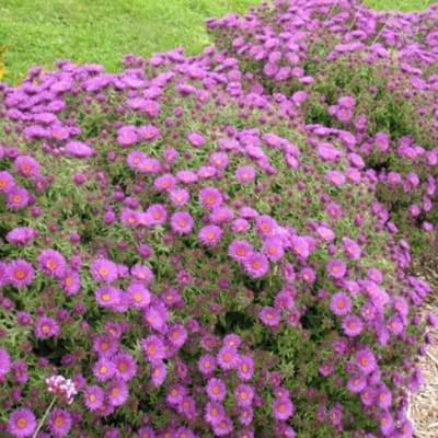 Herfstaster (Aster dumosus) - Herbstgruss von Bresserhof – - Bijen-Vlinders - Snijbloemen - bloeit in Oktober / Augustus / September