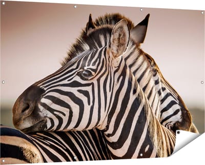 Gards Tuinposter Twee Knuffelende Zebra's - 150x100 cm - Tuindoek - Tuindecoratie - Wanddecoratie buiten - Tuinschilderij