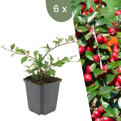 Plants by Frank | 6 Dwergmispel Planten | Cotoneaster dammeri | Winterharde bodembedekker planten | tuinplanten | Winterharde vaste planten meerjarig | Winterharde tuinplanten
