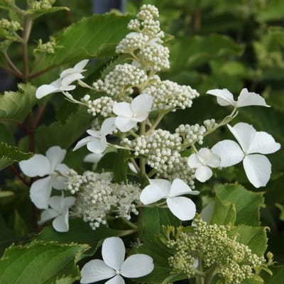 Hydrangea paniculata 'Levana'® 40-50cm - Pluimhortensia, grote witte bloemen voor een elegante tuin