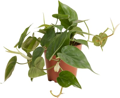 Bloomique - Philodendron Scandens - Hangplant - Ook geschikt als Klimplant - Kamerplanten - Luchtzuiverend - Gemakkelijk in onderhoud - Hoogte 15-20 cm - Pot 12 cm