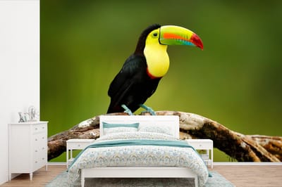 Behang - Fotobehang Vogel - Toekan - Regenboog - Groen - Tak - Breedte 330 cm x hoogte 220 cm