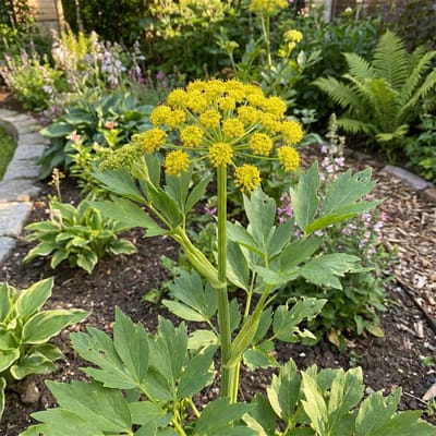 Bloomique - Set van 6 - Levisticum officinale - Lavas - Maggiplant - Winterhard - Vaste Plant - Bijvriendelijk - 10-20cm Hoog - Pot 9cm