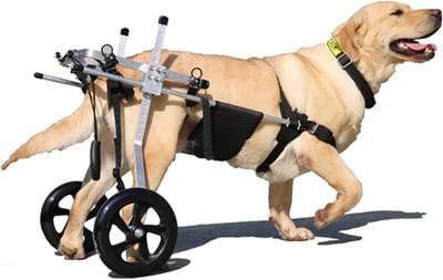 Hondenrolstoel - Huisdier Kar - Mobiliteit Herstellen - Verstelbaar Ontwerp - 15-60 kg - Zilver