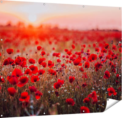 Gards Tuinposter Rode Klaprozen Bloemenveld Zonsondergang - 150x120 cm - Tuindoek - Tuindecoratie - Wanddecoratie buiten - Tuinschilderij