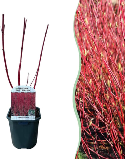 Plantenboetiek.nl | Cornus sibirica - Rode Takken - Bladverliezend - Weinig Onderhoud - Ø18cm - 40-50cm hoog - Tuinplant