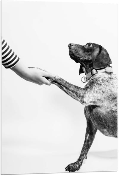 Acrylglas - Hond die een Poot geeft in Zwart Wit  - 60x90cm Foto op Acrylglas (Met Ophangsysteem)