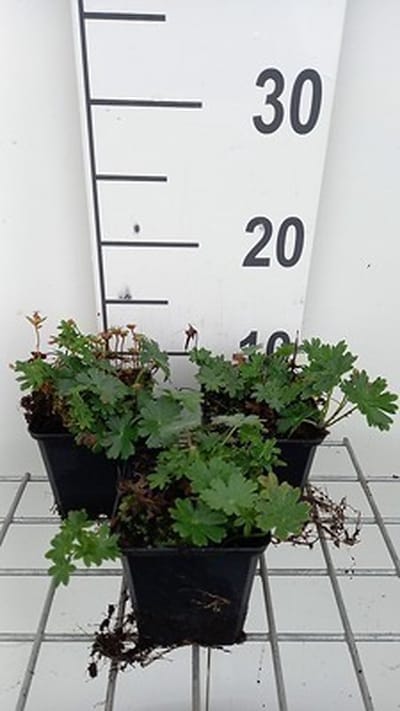 6x Ooievaarsbek - Geranium sang. 'Max Frei' | 9x9 cm pot