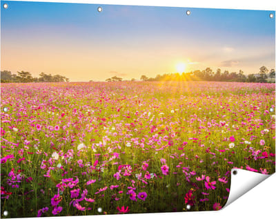 Gards Tuinposter Bloemenveld met Roze Kosmos - 120x80 cm - Tuindoek - Tuindecoratie - Wanddecoratie buiten - Tuinschilderij
