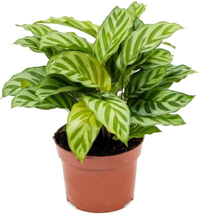 JUNAVERA Calathea Freddie terrariumplant | 7 cm pot | 15 cm hoog
