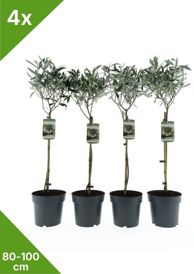 GARDENZO - 4x Olea europaea (Olijfboom) 1/2 stam - in 19 cm pot- 80/100 cm