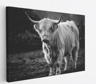 Saammp Canvas Schilderij - Schotse Hooglander Koe - Zwart-Wit - Dieren - Natuur - 45x30 - Foto op canvas - Wanddecoratie - muurdecoratie Woonkamer - Slaapkamer decoratie - Canvas Print