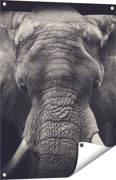 Gards Tuinposter Olifantenkop - Olifant - Zwart Wit - 60x80 cm - Tuindoek - Tuindecoratie - Wanddecoratie buiten - Tuinschilderij
