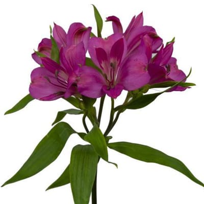 10x Alstroemeria intenz dark pink 70cm