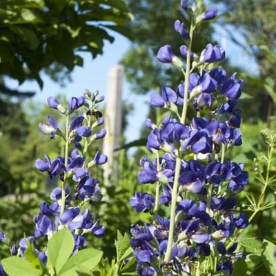 Blauwe valse indigo (Baptisia australis) - - Valse Indigo - Vaste planten - Snijbloemen - Zomerbollen - Voorjaarsbollen - bloeit in Juni / Juli