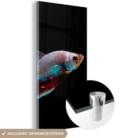 MuchoWow® Glasschilderij 20x40 cm - Schilderij acrylglas - Vis - Dieren - Licht - Foto op glas - Schilderijen