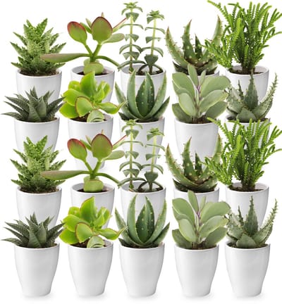 vdvelde.com - 20 mini vetplanten met witte potjes 6 cm - Kleine planten als cadeau, tafeldecoratie & bedankjes - Onderhoudsvriendelijke kamerplanten uit eigen kwekerij