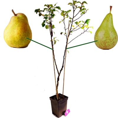 Pyrus Communis 'Duo' twee soorten aan één boom, 5 liter pot